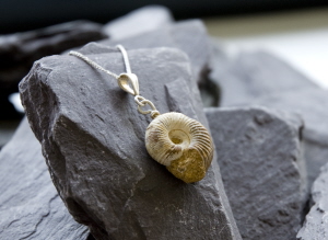 fossil_01_cropped