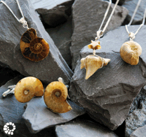 fossilcollection