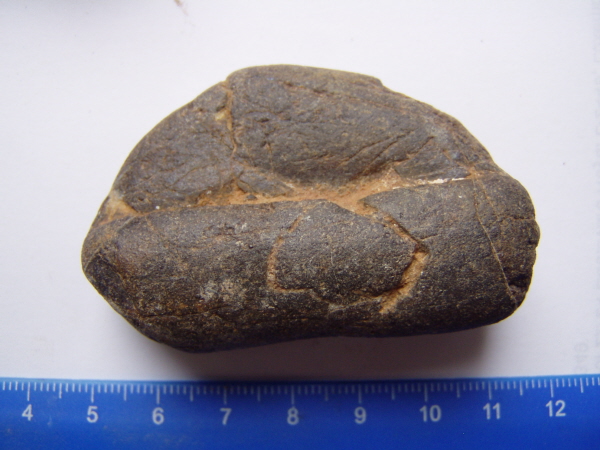 Isle of Wight UK Cross Cut 73g Genuine Fossil Dinosaur Bone 