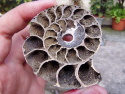 Large Pyritised Ammonite Slice