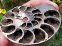Large Pyritised Ammonite Slice