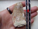 Stunning Carcharodontosaurus  Dinosaur Tooth