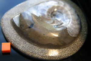 Moroccan Goniatite Plate 