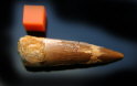 Genuine Spinosaurus Dinosaur Tooth 