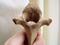 Large Reindeer Vertebra