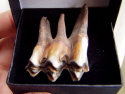 Boxed Ice Age Sheep Tooth