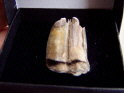 Boxed Wild Boar Tooth