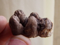 Boxed Wild Boar Tooth