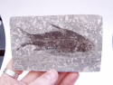 Stunning Chinese Fossil Fish 