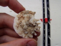 RARE - Heliaphora Echinoid