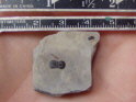 Double Agnostid Trilobite Plate - Rare