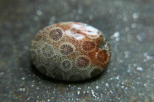 Indonesian Fossil Coral Brooch 