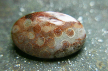 Indonesian Fossil Coral Brooch 