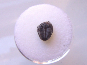p1010027