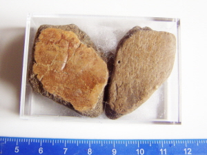 pas1010014