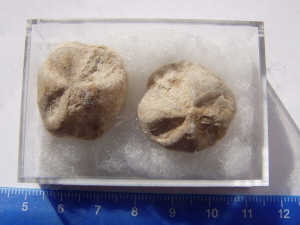 pyu1010024
