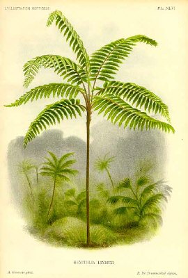 tree fern