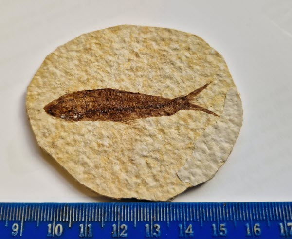 Stunning Fossil Fish Green River Formation, USA 6cm JAN2025