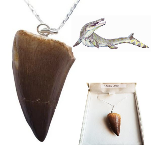 Carcharodontosaurus Tooth Fossil Pendant Dinosaur Tooth Necklace 925  Sterling Silver Real Dinosaur Tooth Dinosaur Gifts - Etsy Australia