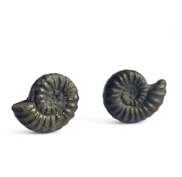 Charmouth Fossil Ammonite Earrings Sterling Silver