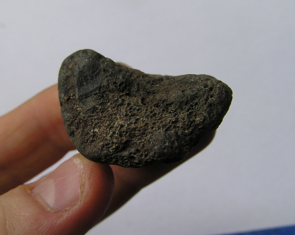 genuine dinosaur fossils